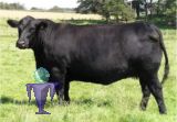 42704 Aberdeen Angus Rinder